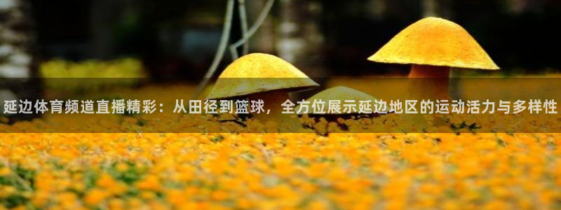 延边体育频道直播精彩：从田径到篮球，全方位展示延边地区的运动活力与多样性