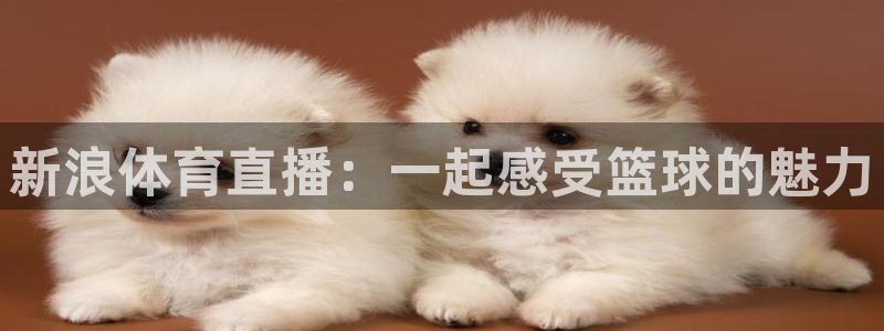 新浪体育直播：一起感受篮球的魅力